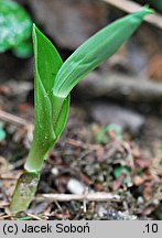 Streptopus amplexifolius (liczydło górskie)