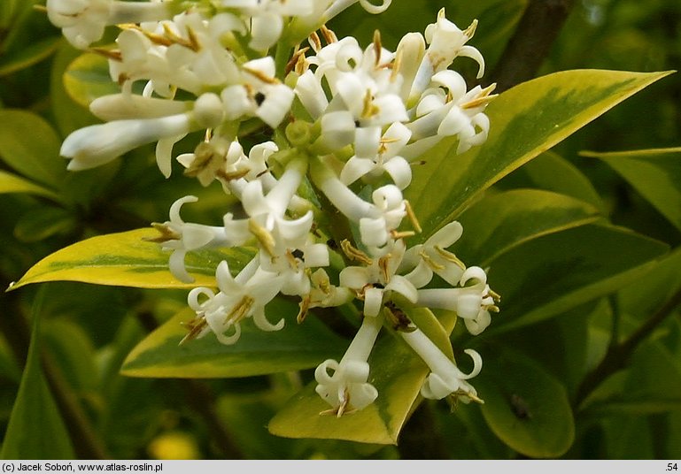 Ligustrum ovalifolium