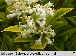 Ligustrum ovalifolium