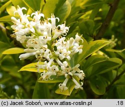 Ligustrum ovalifolium