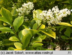 Ligustrum ovalifolium