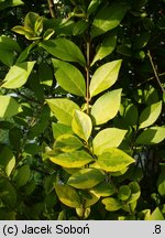 Ligustrum ovalifolium