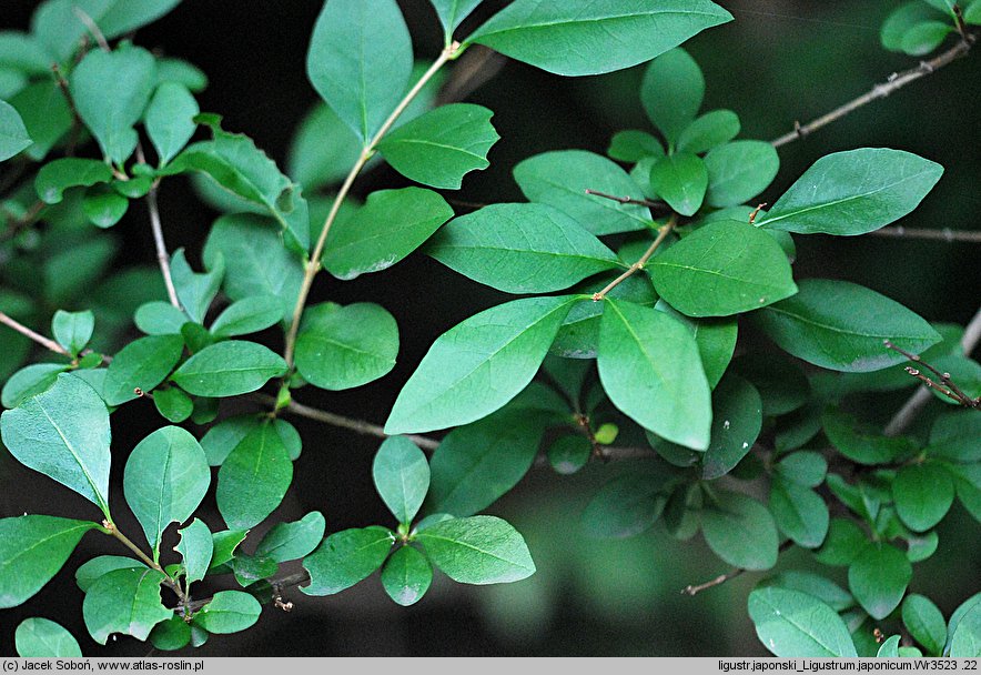 Ligustrum japonicum (ligustr japoński)