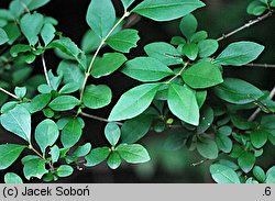 Ligustrum japonicum (ligustr japoński)