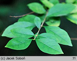 Ligustrum japonicum (ligustr japoński)