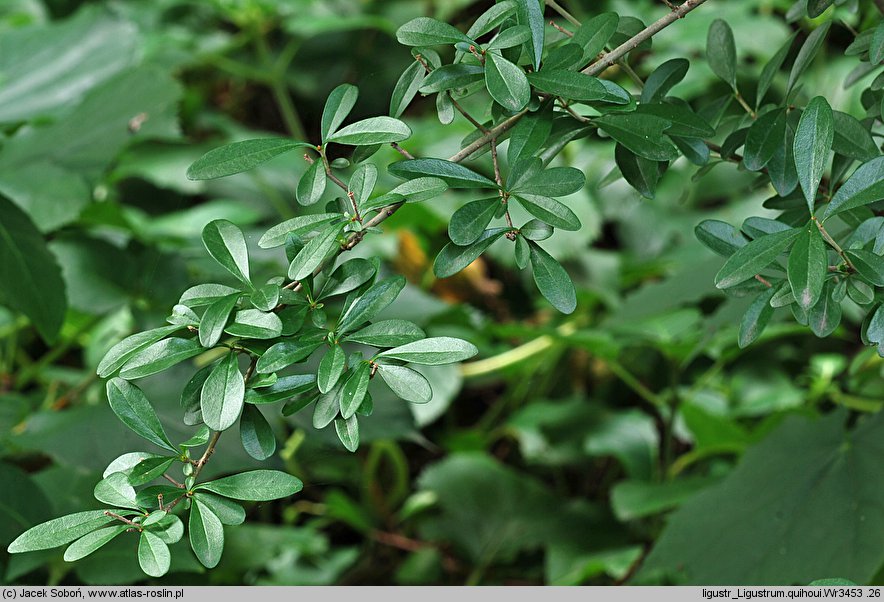 Ligustrum quihoui