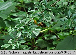 Ligustrum quihoui