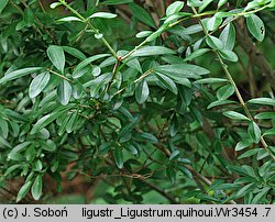 Ligustrum quihoui