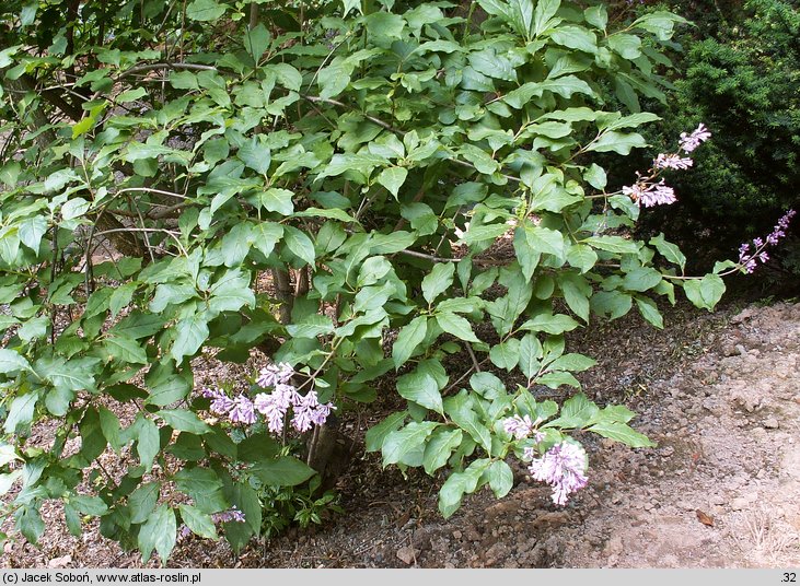 Syringa josikaea