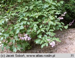 Syringa josikaea