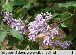 Syringa josikaea