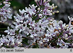 Syringa ×chinensis (lilak chiński)