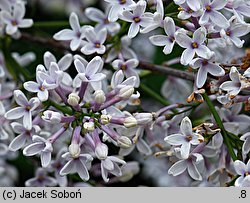 Syringa ×chinensis (lilak chiński)