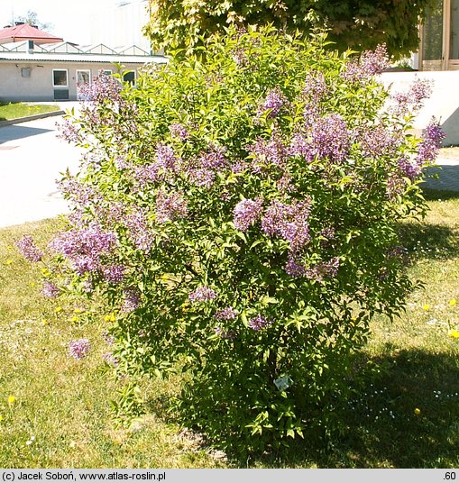 Syringa xchinensis