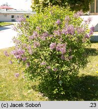 Syringa xchinensis