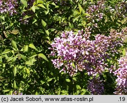 Syringa xchinensis