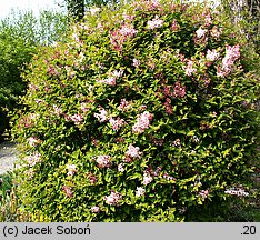 Syringa microphylla (lilak drobnolistny)