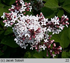 Syringa microphylla (lilak drobnolistny)