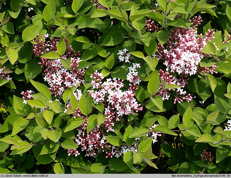 Syringa microphylla (lilak drobnolistny)