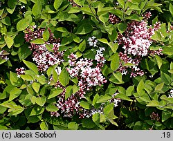 Syringa microphylla (lilak drobnolistny)