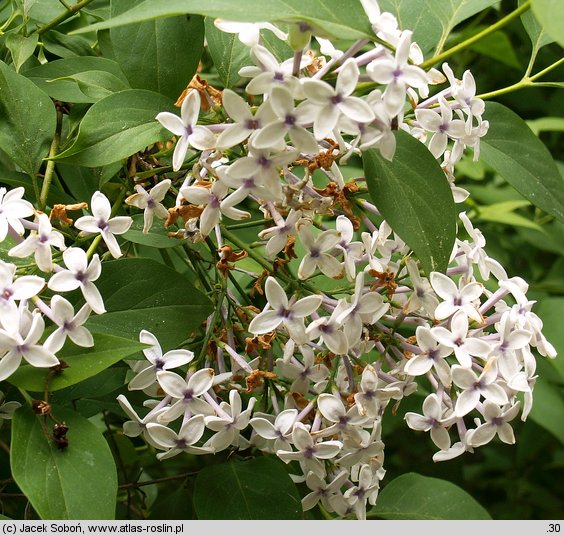 Syringa xpersica