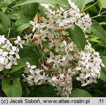 Syringa xpersica