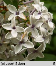 Syringa xpersica