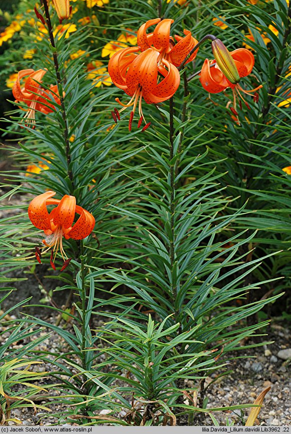 Lilium davidii (lilia Davida)