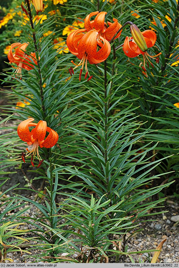 Lilium davidii (lilia Davida)