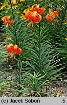 Lilium davidii (lilia Davida)