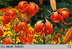 Lilium davidii (lilia Davida)