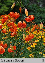 Lilium davidii (lilia Davida)