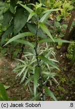 Lilium lancifolium