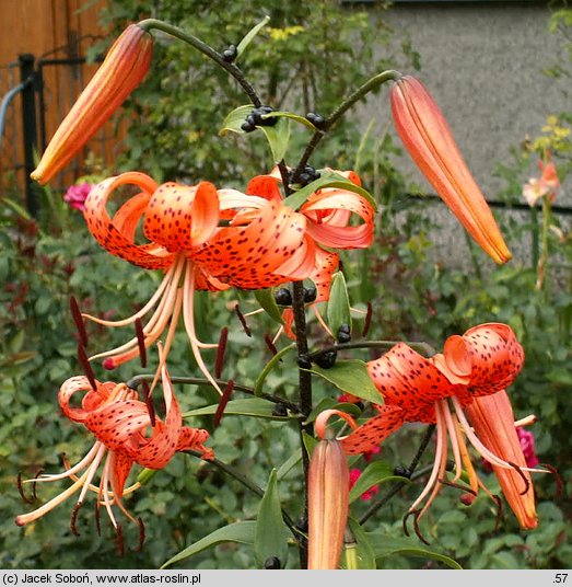 Lilium lancifolium