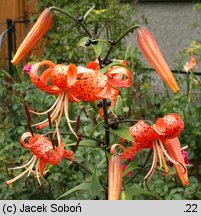 Lilium lancifolium