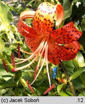 Lilium lancifolium