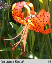 Lilium lancifolium