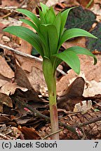 Lilium martagon (lilia złotogłów)