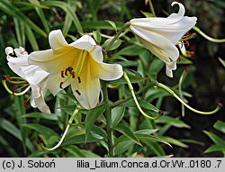 Lilium Conca d'Or