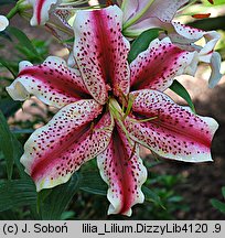 Lilium Dizzy