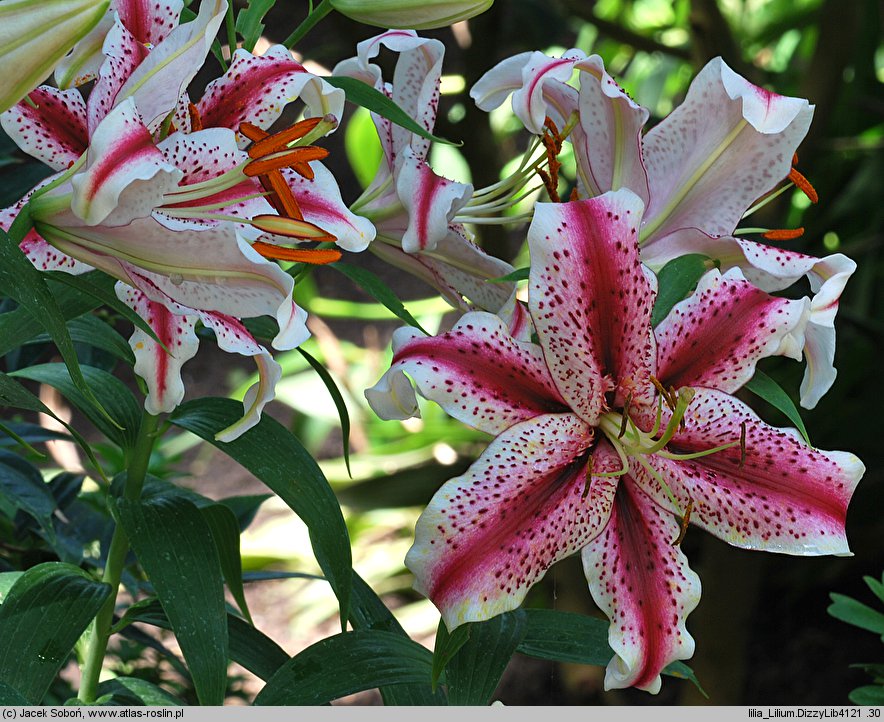 Lilium Dizzy