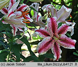 Lilium Dizzy