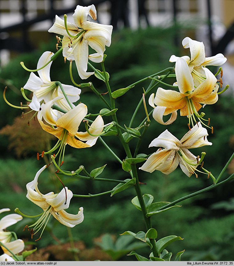 Lilium Ewunia