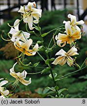 Lilium Ewunia