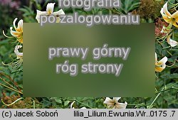 Lilium Ewunia