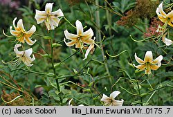 Lilium Ewunia