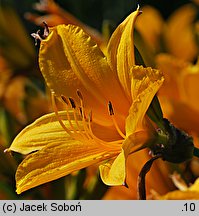 Hemerocallis dumortieri (liliowiec Dumortiera)