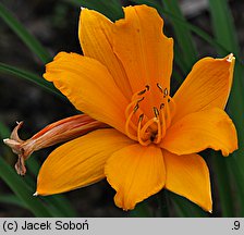 Hemerocallis middendorffii (liliowiec Middendorffa)