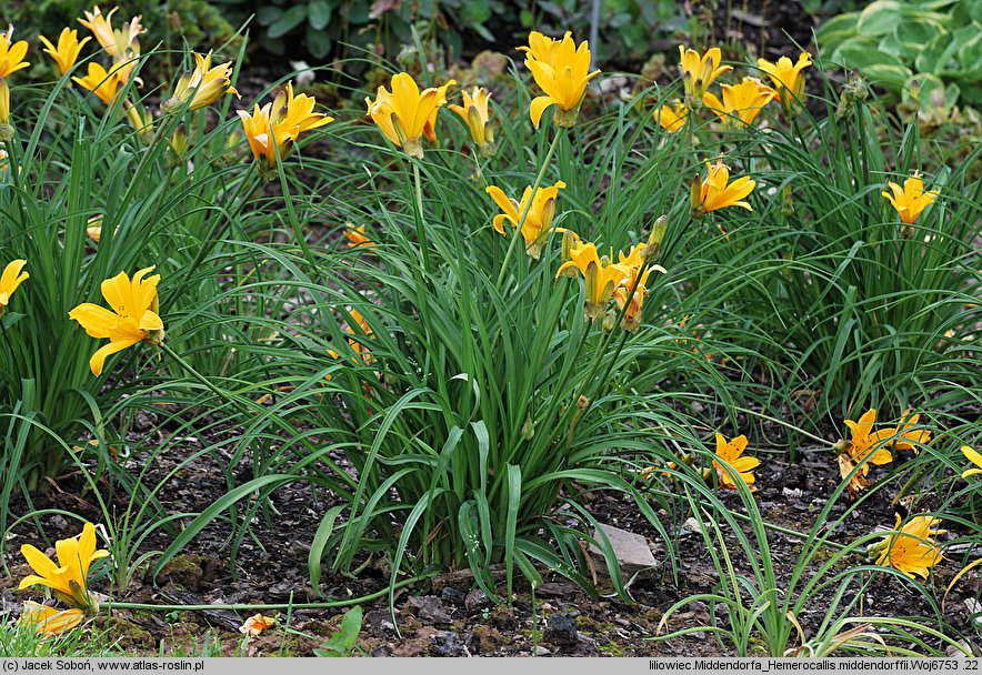 Hemerocallis middendorffii (liliowiec Middendorffa)