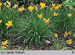 Hemerocallis middendorffii (liliowiec Middendorffa)